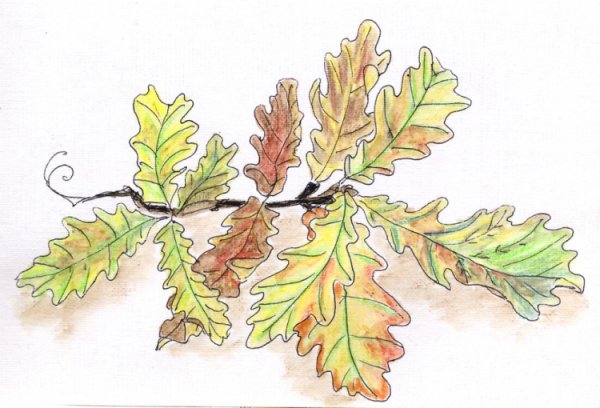 Рисование Дубового листа