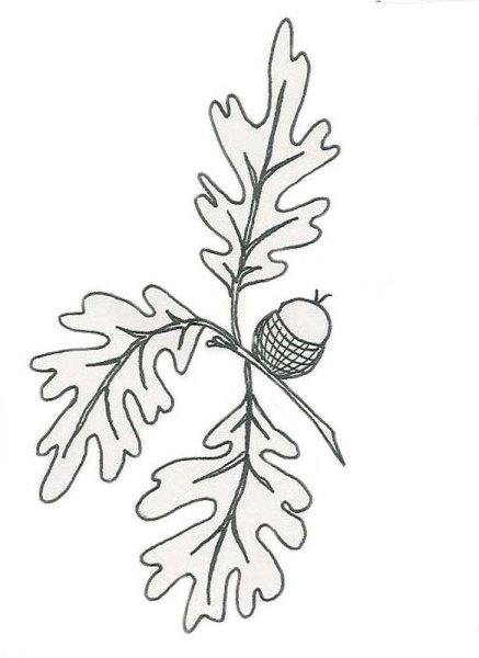 Веточка дуба