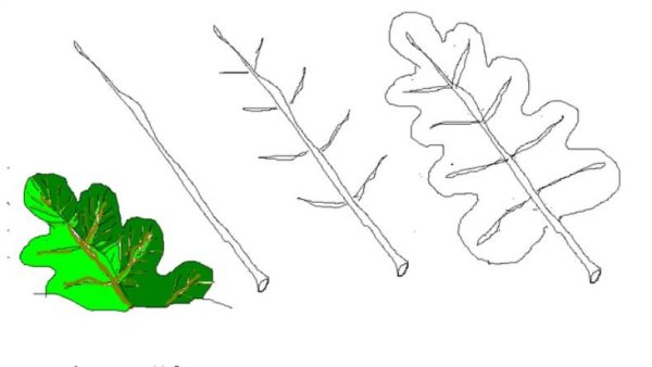 Дубовый лист поэтапное рисование