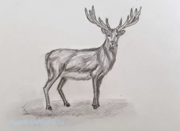 Северный олень карандашом