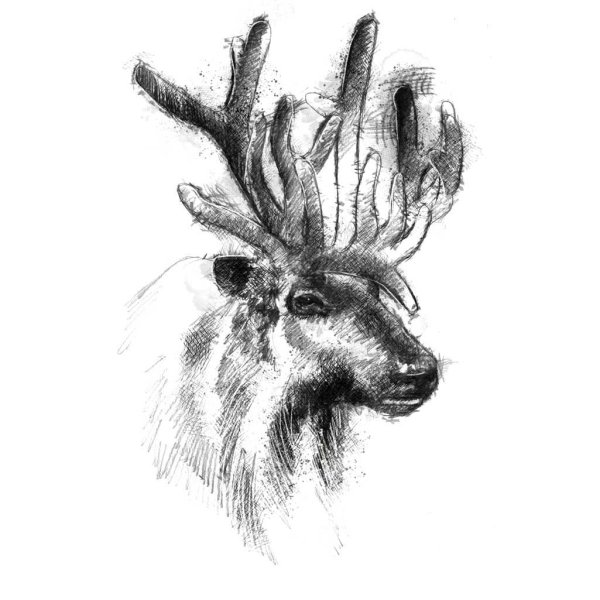 Северный олень карандашом