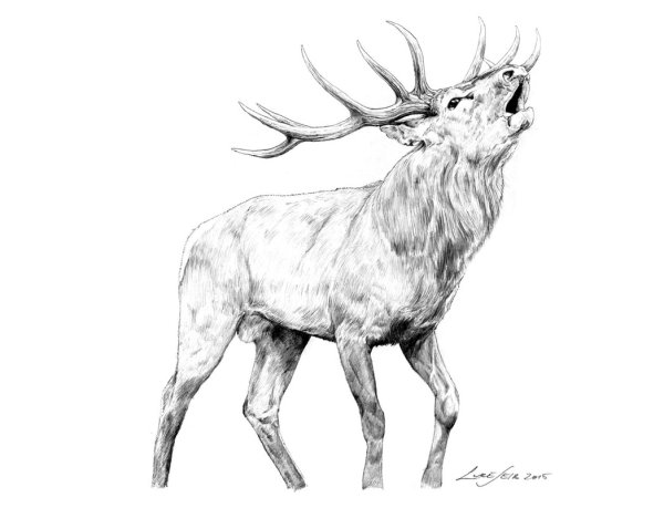 Олень карандашом