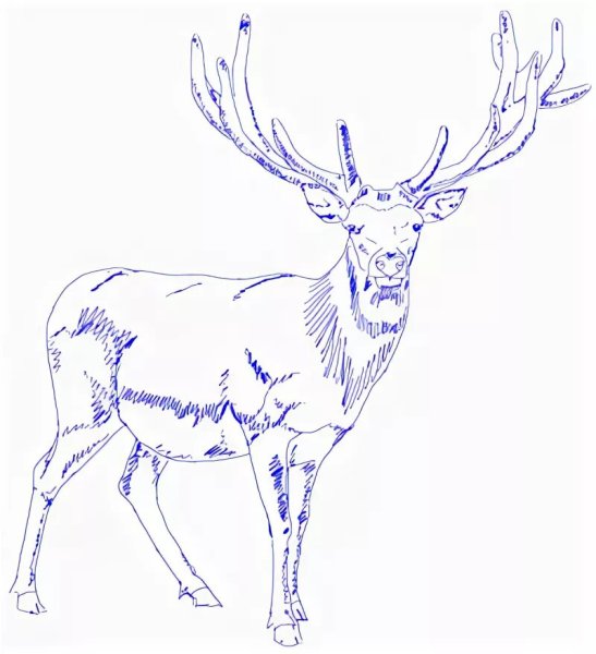 Рисование Северный олень