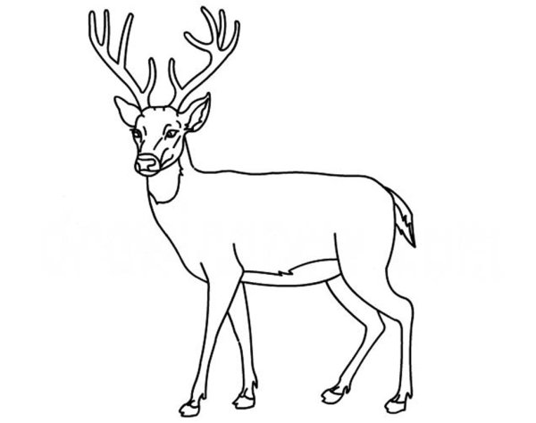 Олень карандашом