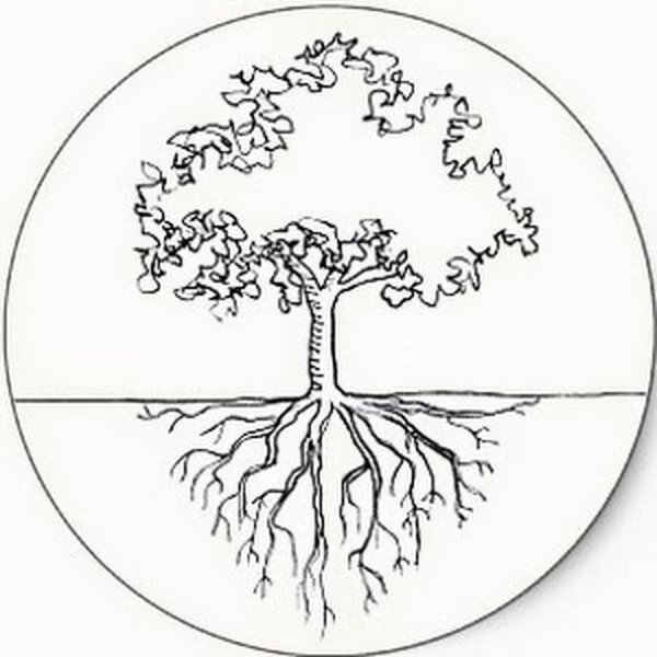 Корни дерева