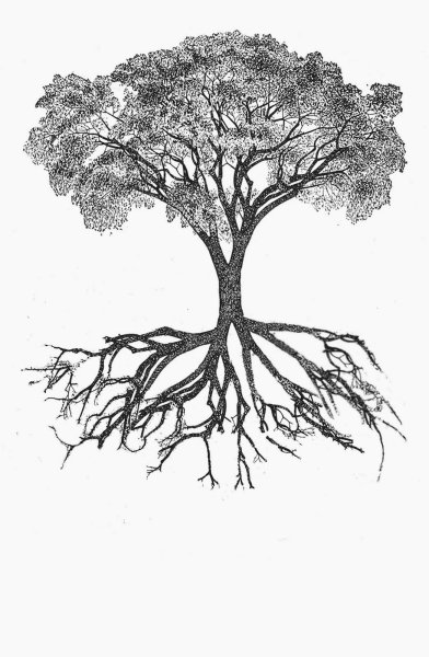 Рисовать дерево с корнями