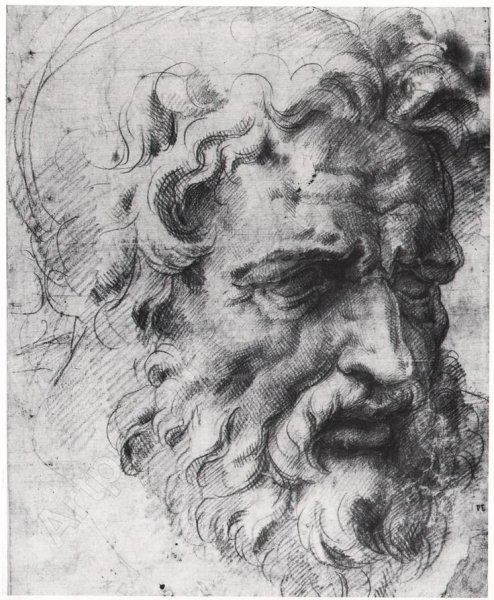 Рафаэль анатомия