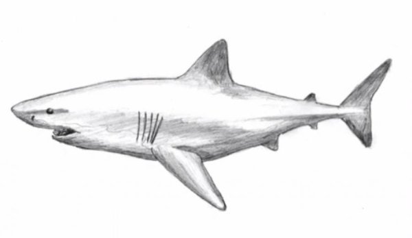 Легкие рисунки акулы
