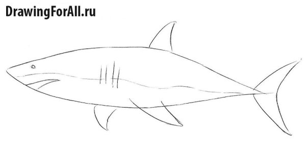 Поэтапное рисование акулы