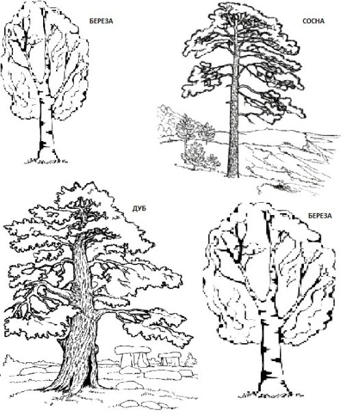 Зарисовка лиственного дерева