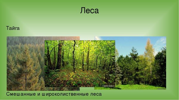 Рисунок растительного сообщества