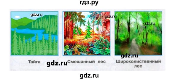 Тайга смешанный и широколиственный лес