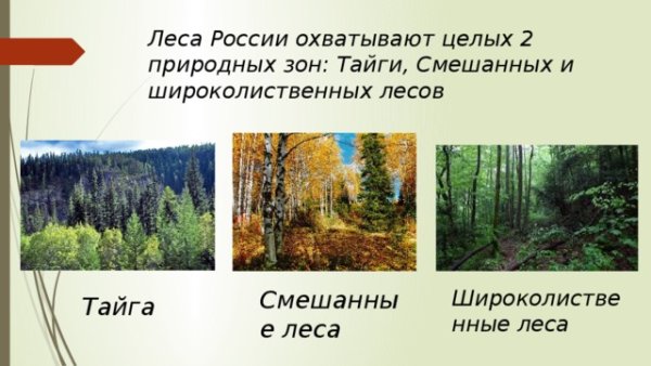 В лесу. Раскраска