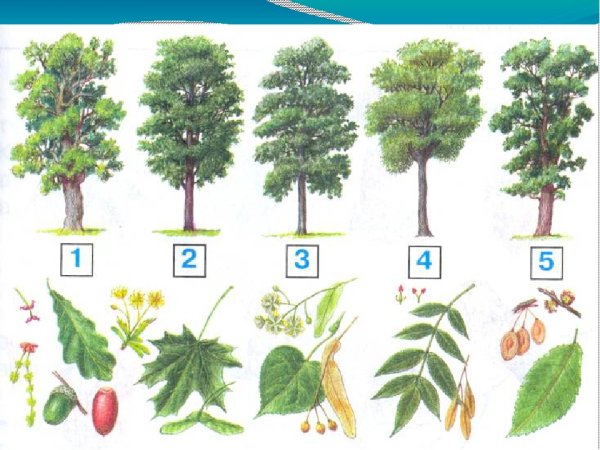 Тайга смешанный лес широколиственный лес