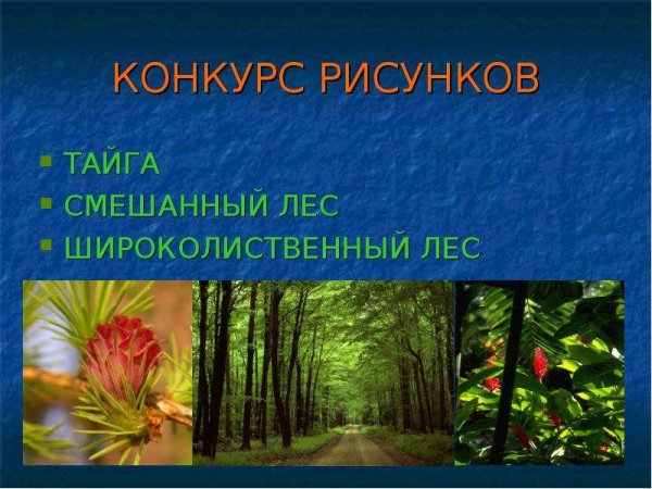 Нарисовать тайгу смешанный лес широколиственный лес