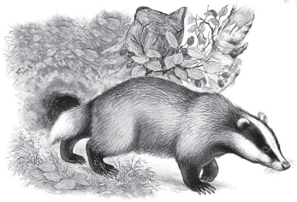 Барсучий нос Паустовский рисунок