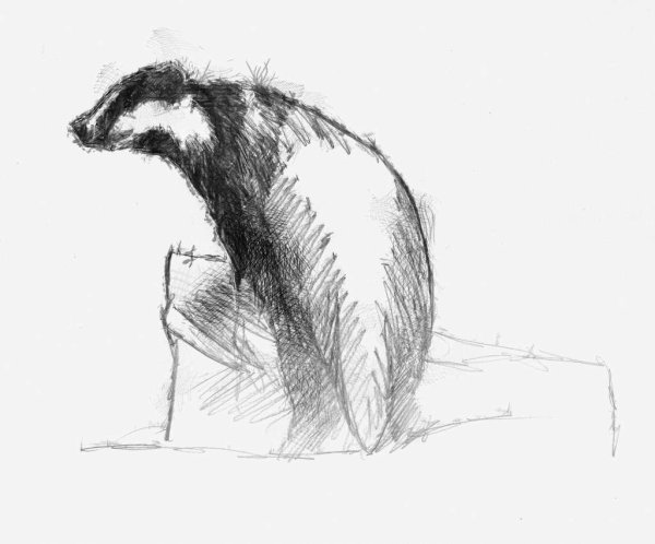 Барсук карандашом