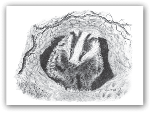 Барсук карандашом