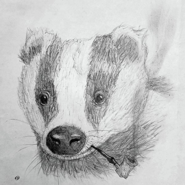 Барсук анатомия