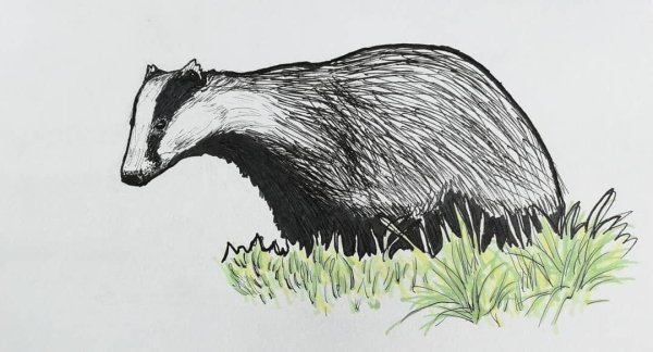 Барсук трафарет