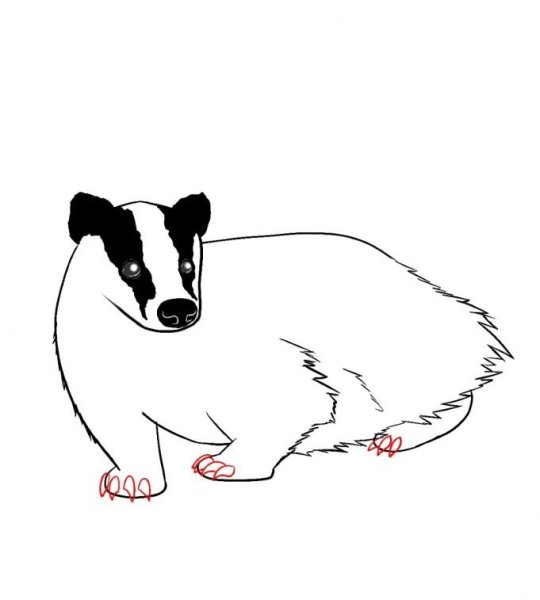 Барсук Графика