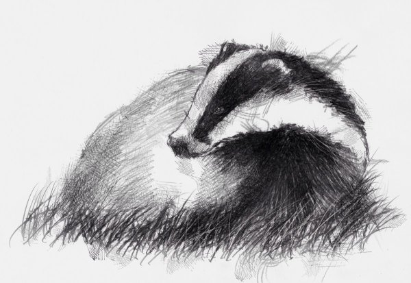 Нарисовать барсука карандашом