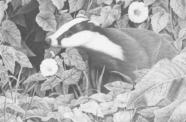 Барсук мордочка