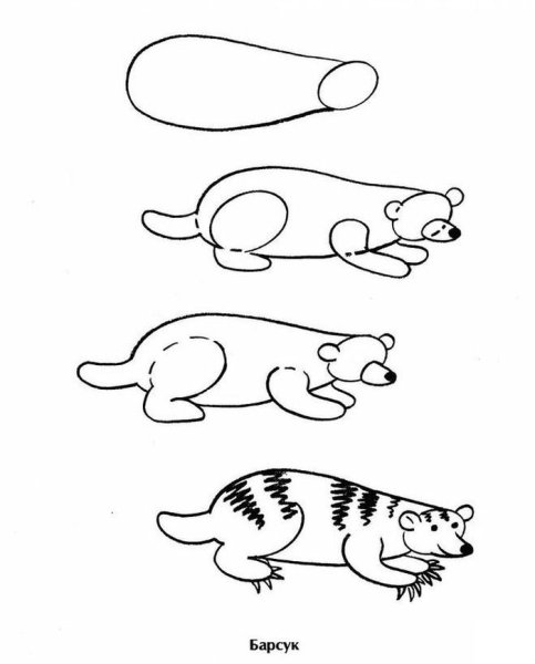 Барсук черно белый