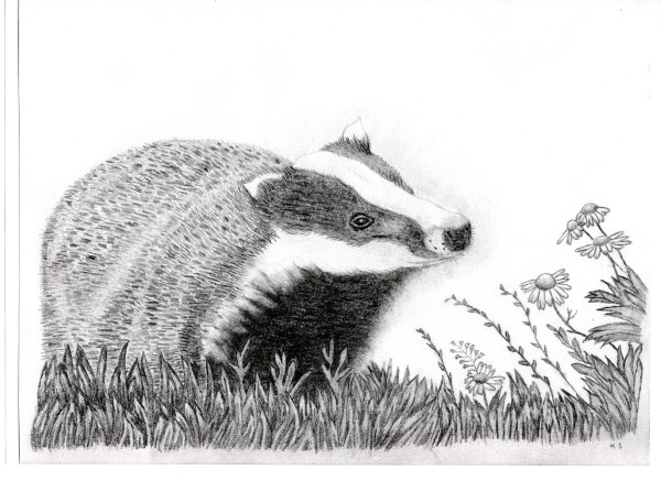 Барсук раскраска для детей