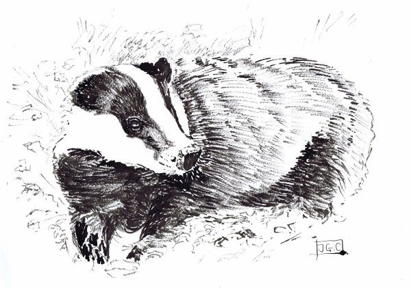 Рисунок барсука 3 класс