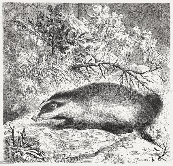 Иллюстрации к рассказу барсучий нос Паустовский