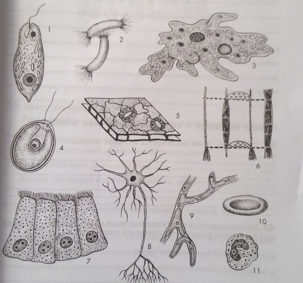 Форма клеток тела животных