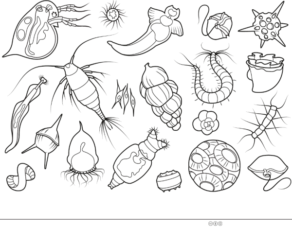 Планктон раскраска