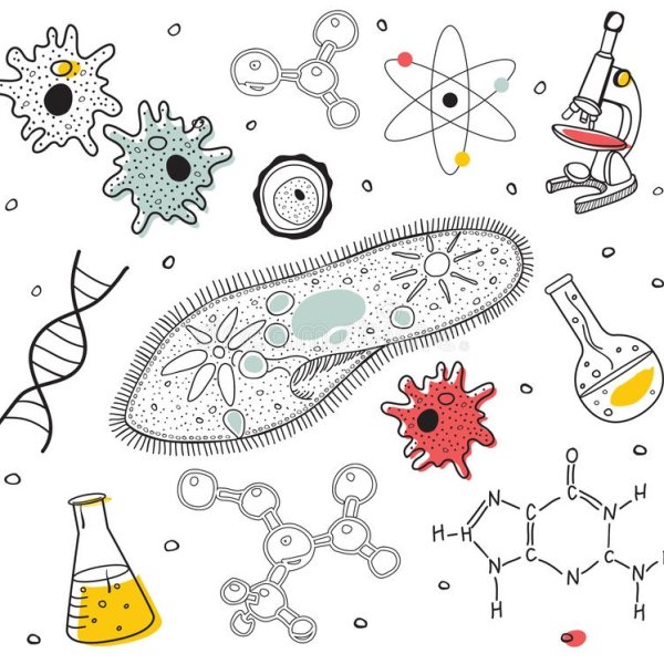 Рисование по биологии