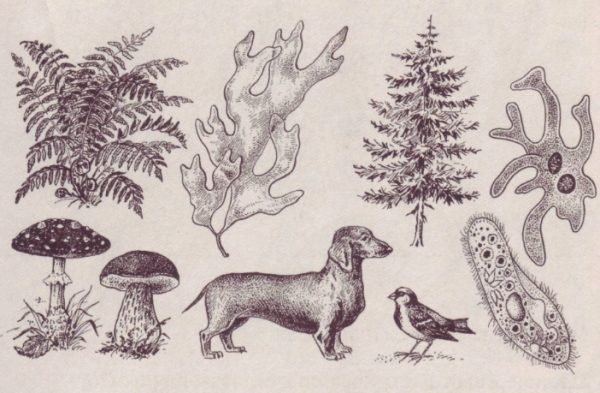 Животные растения грибы