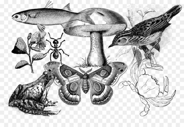 Биология иллюстрации