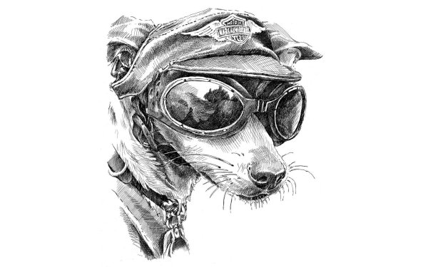 Кот в очках арт