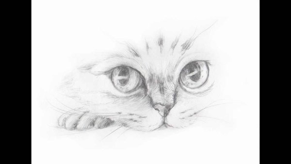 Раскраски крутые коты