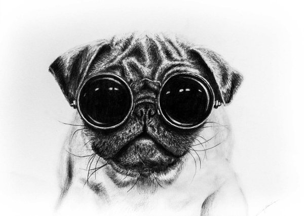 Рисунки котиков для срисовки карандашом