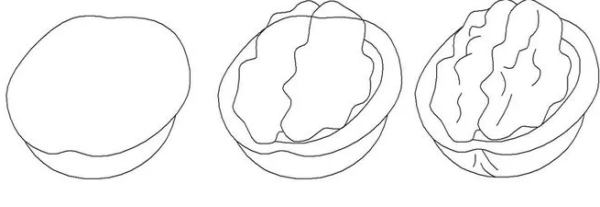 Грецкий орех карандашом