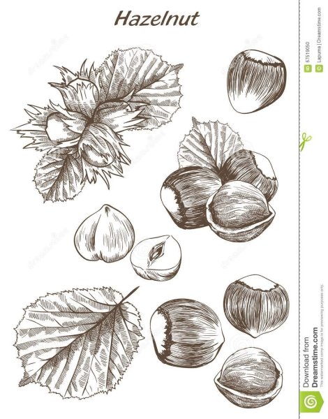 Орешки для раскрашивания