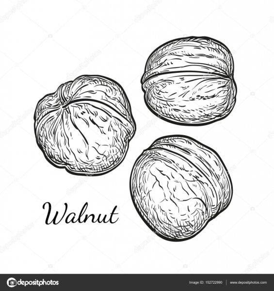 Фундук карандашом