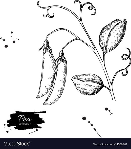 Горох раскраска для детей