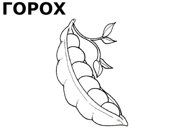 Стручок гороха раскраска для детей