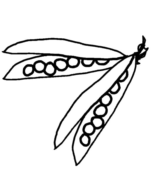 Стручок гороха контур