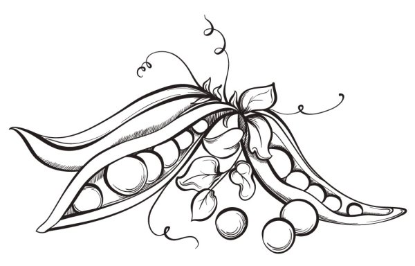 Стручок гороха контур