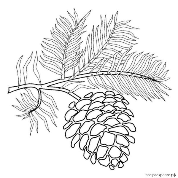 Шишки раскраска