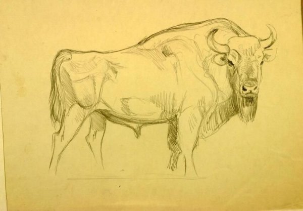 Рисование зубра