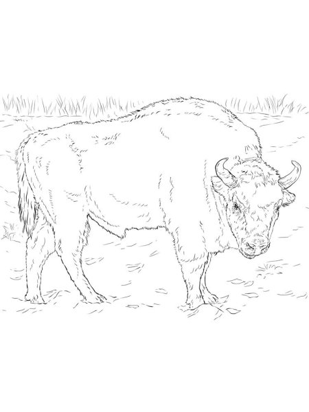Бизон эскиз