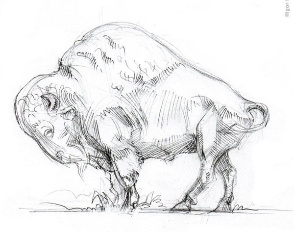 Эскиз животных для детей